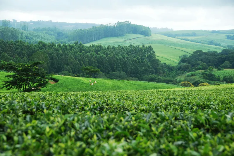 How AI Is Transforming Agriculture Across Africa