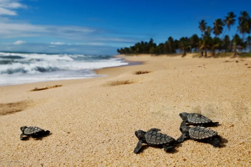 When Every Hatchling Counts: How Data Is Helping Save Malaysia's Sea Turtles